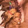 PURE APBT/PITBULL PUPPIES