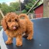 Shihpoo puppy for sale