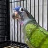 Blue Headed Pionus Available