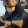 AKC registered female Rottweiler