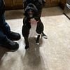 3 year old female boxer