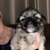 Shih-tzu Puppies