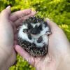 Baby Hedgehogs! Ready 8/30/2025