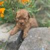 Cockapoo Puppies Available