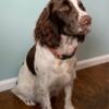 English Springer Dori Needs a new home