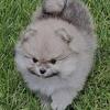 3 month old female pomeranian puppy