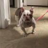 English/French Bulldog Mixed