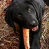 AKC Registered English Black Male Labrador Retriever Puppies