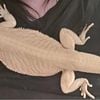 Female bearded dragon located in Grand Rapids MI