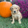 Beautiful Goldendoodle Puppies