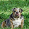 🔥 🇬🇧 English Bulldog-MOWGLI – Exotic AKC Stud! 