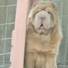 Bear Coat Shar-Pei neutered male