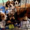 Longhair Dachshund Puppies 