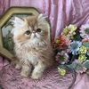 CFA Top Q  Absolutely  Delightful  Red Tabby male- purrdarlings