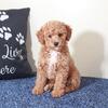 Sasha Stunning Red/White Mini Goldendoodle