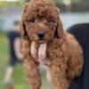 Petunia Mini Goldendoodle