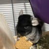 2 female Chinchillas looking for a forever home-Portage Michigan