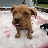 ADBA APBT purebred American Pit Bull Terrier puppies