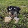 Toy Poodle pup male