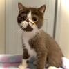 Persian Mix Boy SOLD