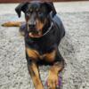 Rehoming rottweiler mix