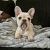 Frenchie looking for a nice home