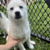 Pomksy puppies looking for families