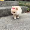 TEACUP POMERANIAN PUPPIES