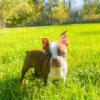 AKC Brown Boston Terrier