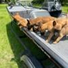 Belgian Malinois Puppies Available