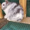 Rabbits for sale