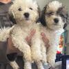 Bichon shorkie