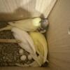 Baby parakeets for sale