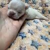 French Bulldog Puppy