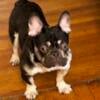 Harley cocoa Merle tri female frenchie