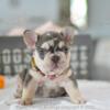 Poetic French Bulldogs Tulip chocolate and tan merle female puppy