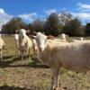 St Croix Hair Sheep - $285 each