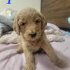 F2 goldendoodle puppies