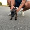 Belgian malinois puppies