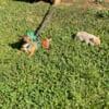 Kunekune Guinea cross piglets