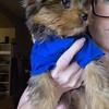 Merle yorkie