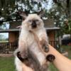 Siamese seal points kittens ready for homes