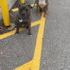 ABKC XL American Bully [open for stud]