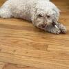 Female toy poodle