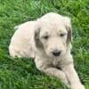 F2 Goldendoodle Puppies Hillsboro, OH