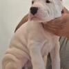 Dogo Argentino puppies