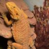 1yr Old bearded dragon