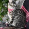 Maine coon kittens sept 2024 READY NOW  European TICA