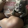 Frenchie 