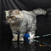 Designpurrs Exotic Short Hair And Persian Kitten